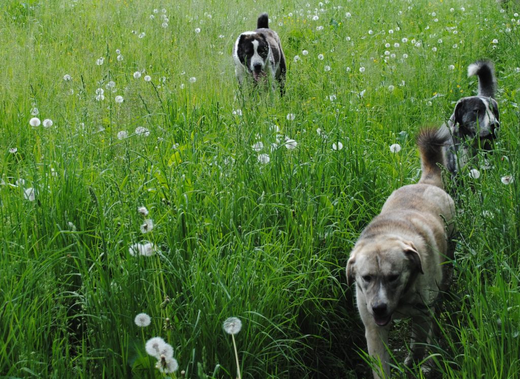 Unsere Herdenschutzhunde fühlen sich bei uns wohl